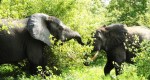 Mole National Park – Elephants..
